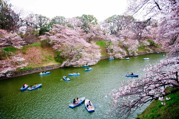 Cherry Blossoms_Tokyo